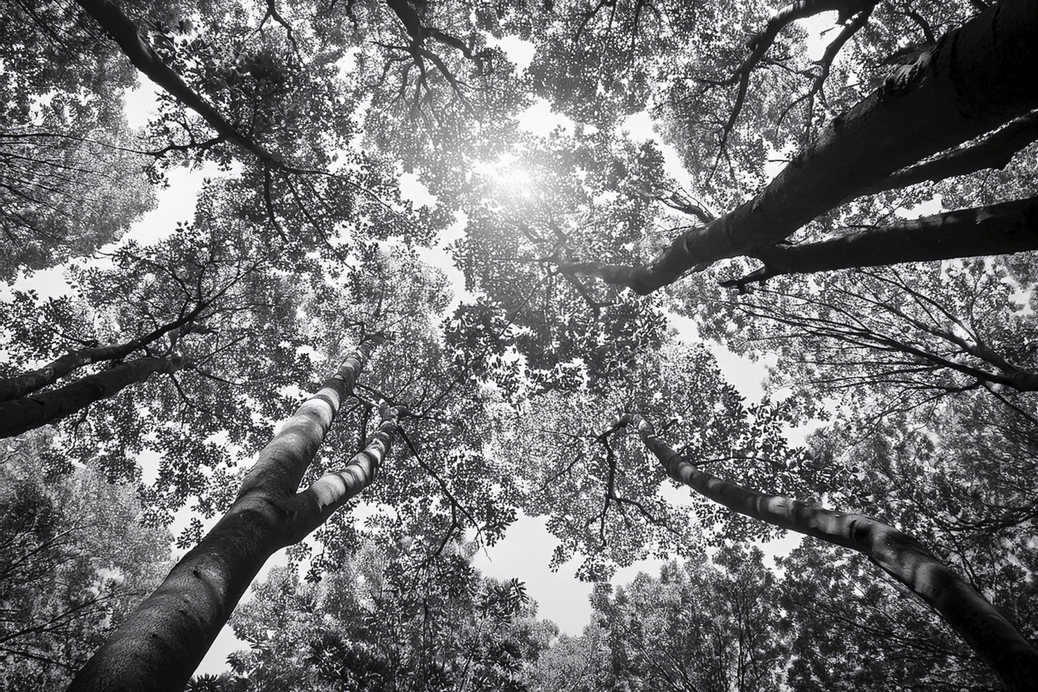 Komorebi – Licht zwischen den Blättern spüren | Momentfotografie und Sein | Sei eine Blume Schwarzweißaufnahme von Baumkronen und Lichtspiel – Momentfotografie, die die stille Poesie des Komorebi einfängt | Blogbeitrag auf seieineblume.de