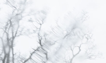 Baum vor Fenster