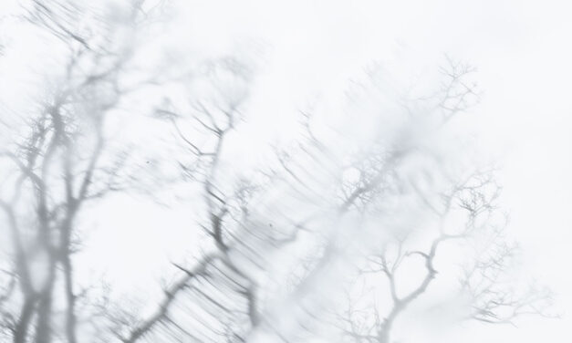 Baum vor Fenster