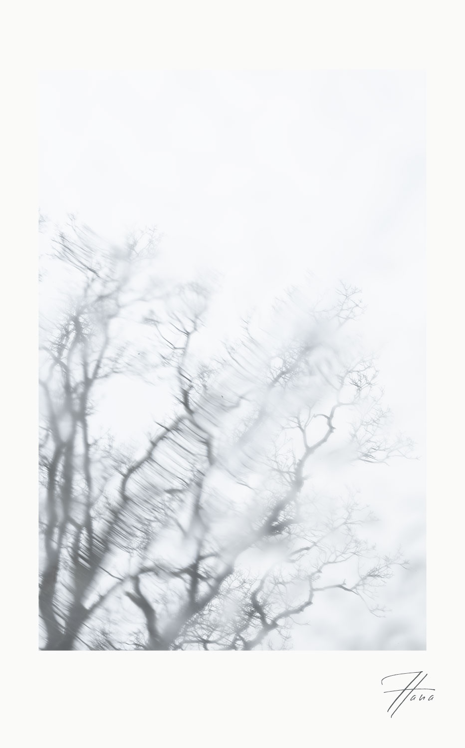 Kahler Baum im weichen Licht mystisch verschwommen im Regen in ruhiger Atmosphäre