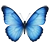 Blauer Schmetterling