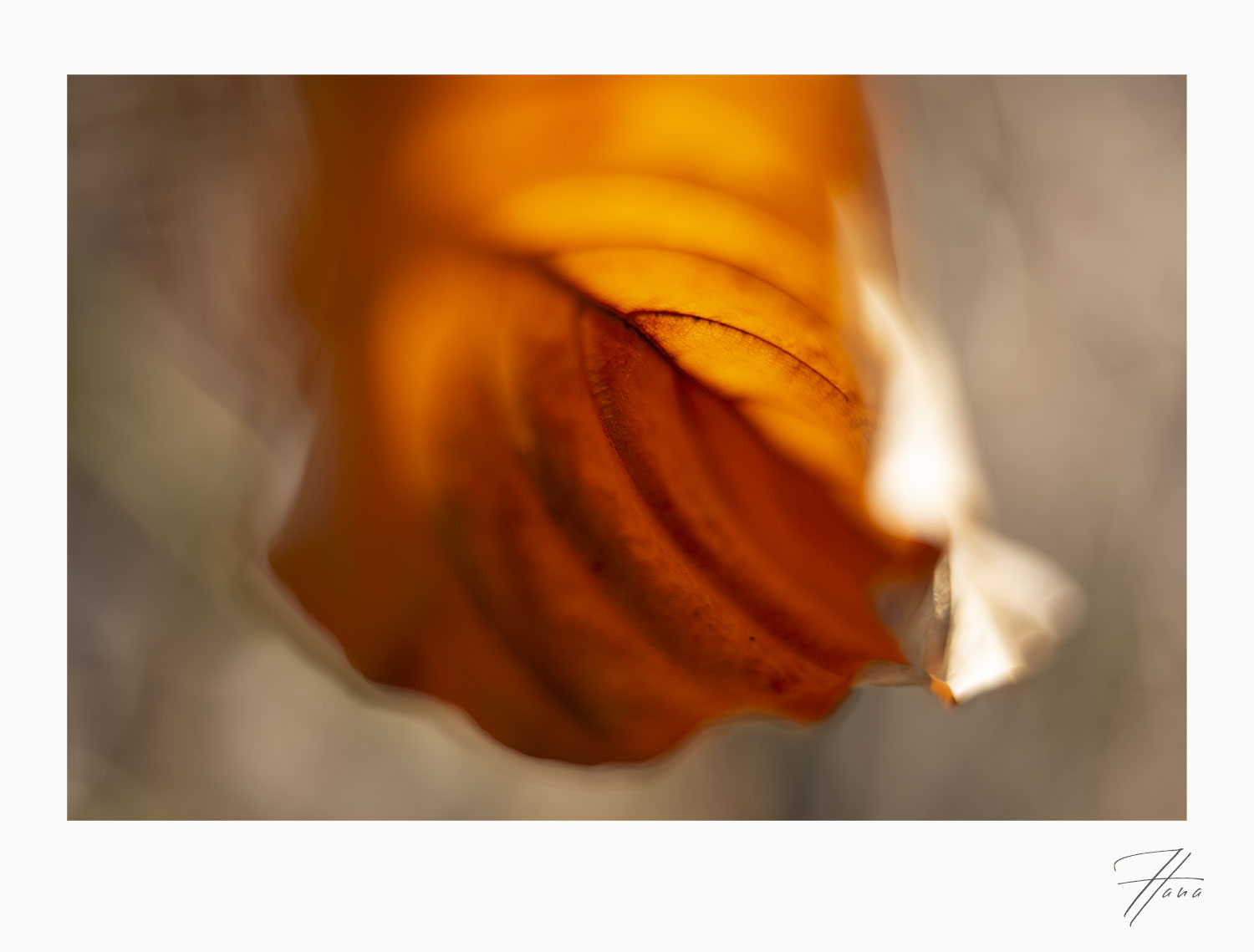 Komorebi malt den Abschied des Sommers in ein einzelnes Blatt.