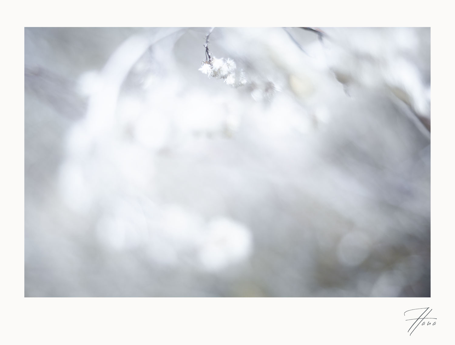 Zarte Blüten im lichtgetauchten Weißraum, weiche Momentfotografie voller stiller Poesie