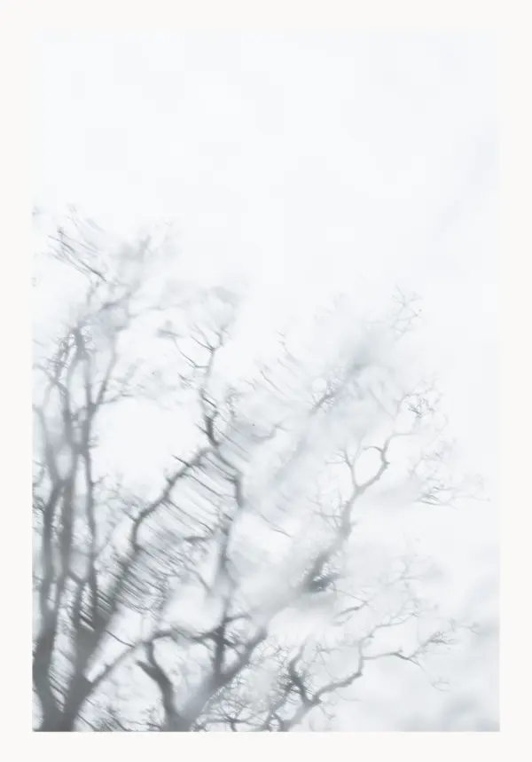 Baum vor Fenster „Spur des Baumes“ – FineART-Print von HanaART