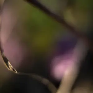 Komorebi „Flüstern von Farben“ – FineART-Print von HanaART