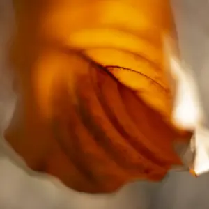 Komorebi „Goldenes Loslassen“ – FineART-Print von HanaART