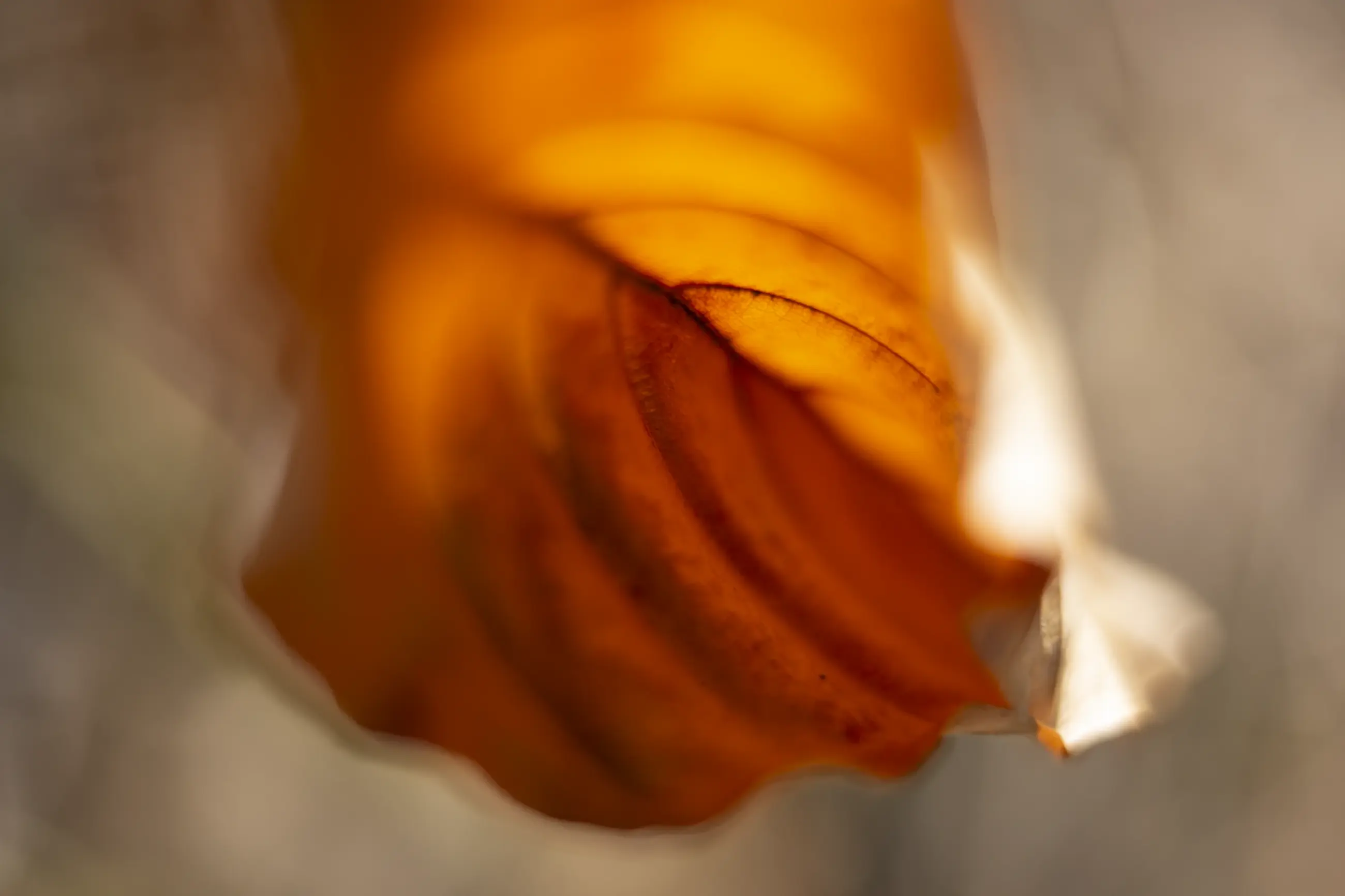 Komorebi „Goldenes Loslassen“ – FineART-Print von HanaART