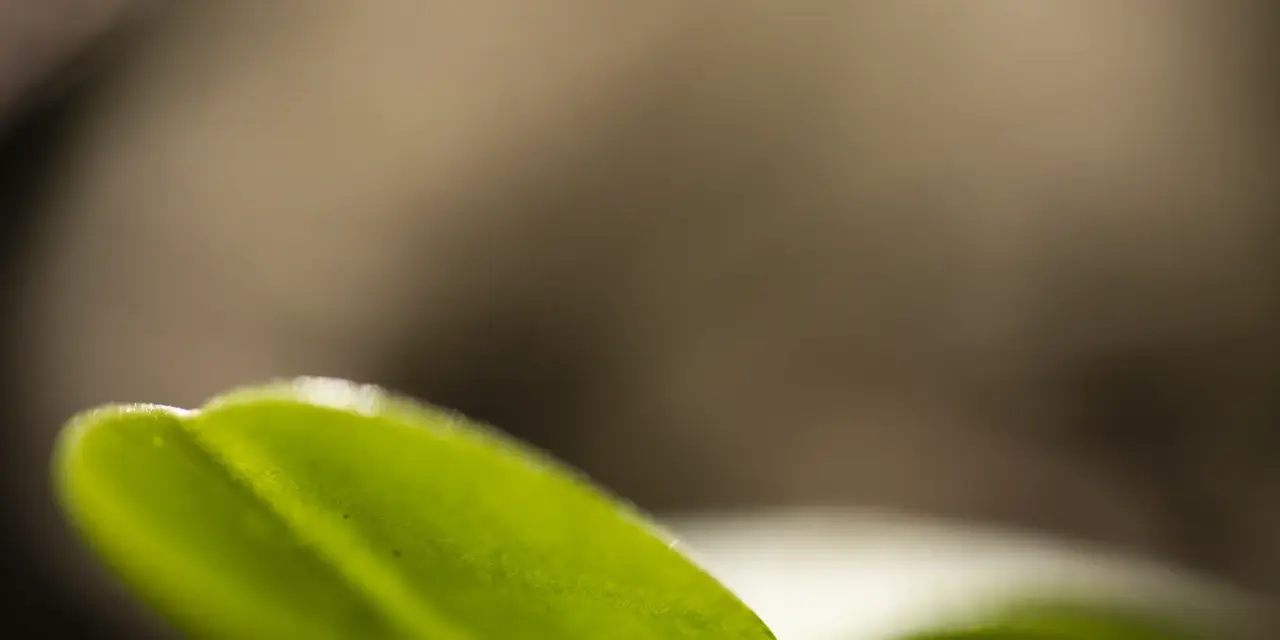 Komorebi Lichtpoesie