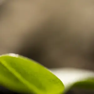 Komorebi „Zartes Erwachen“ – FineART-Print von HanaART