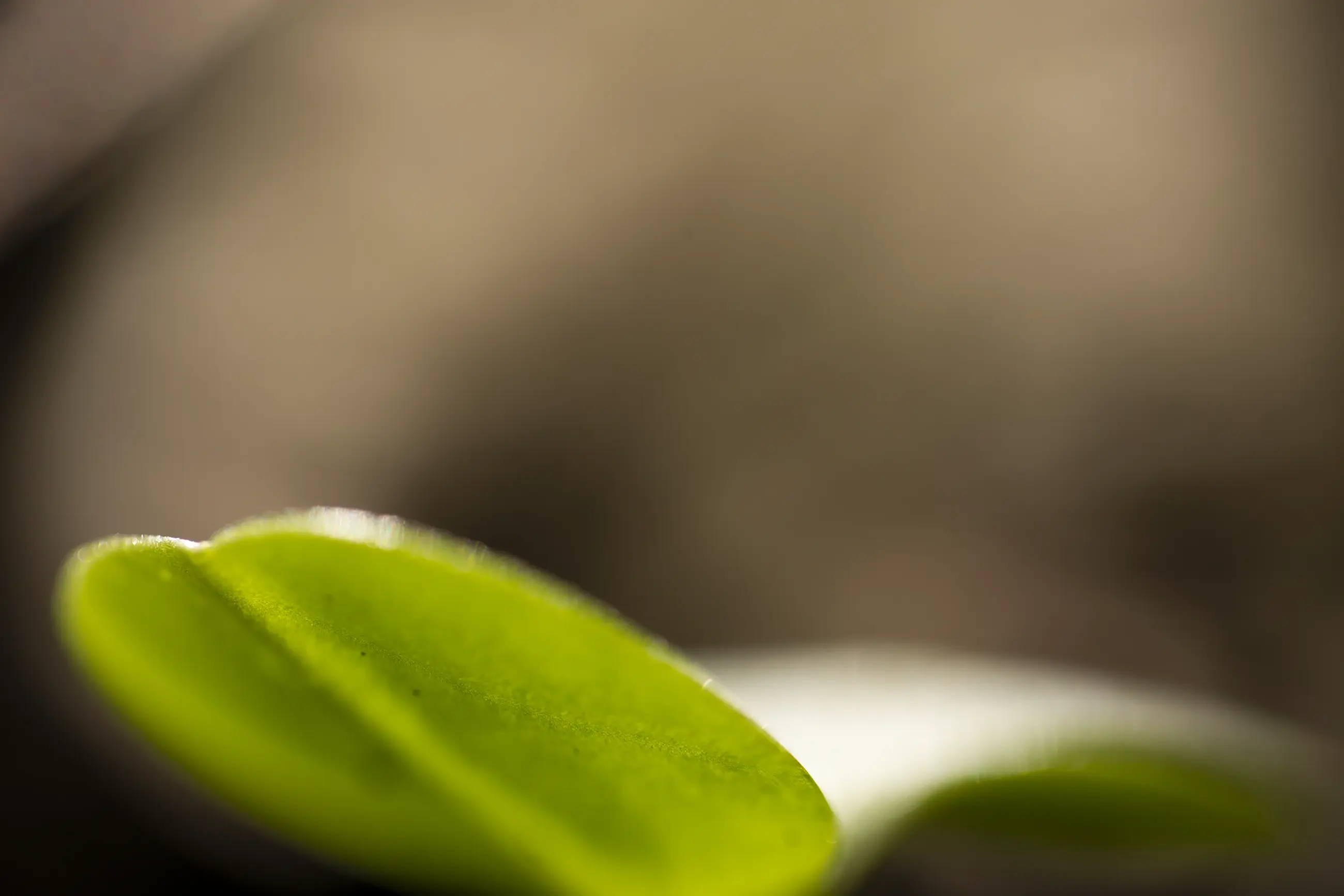 Komorebi „Zartes Erwachen“ – FineART-Print von HanaART