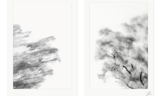 Sonus arborum – The Sound of Trees