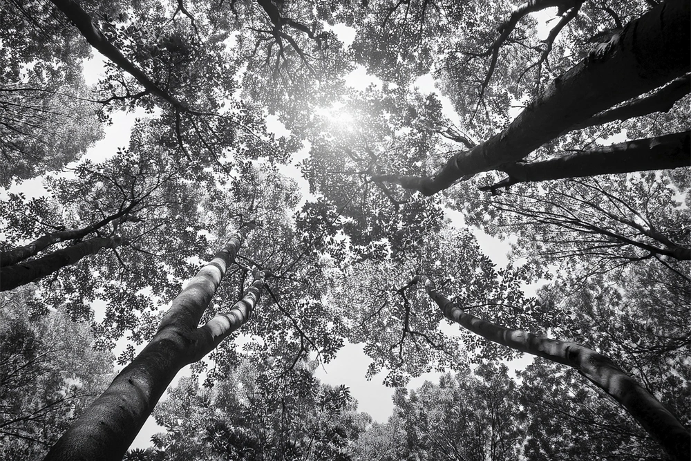 Komorebi – Licht zwischen den Blättern (created with AI) Baumkronen und das Komorebi Lichtspiel (created with AI)