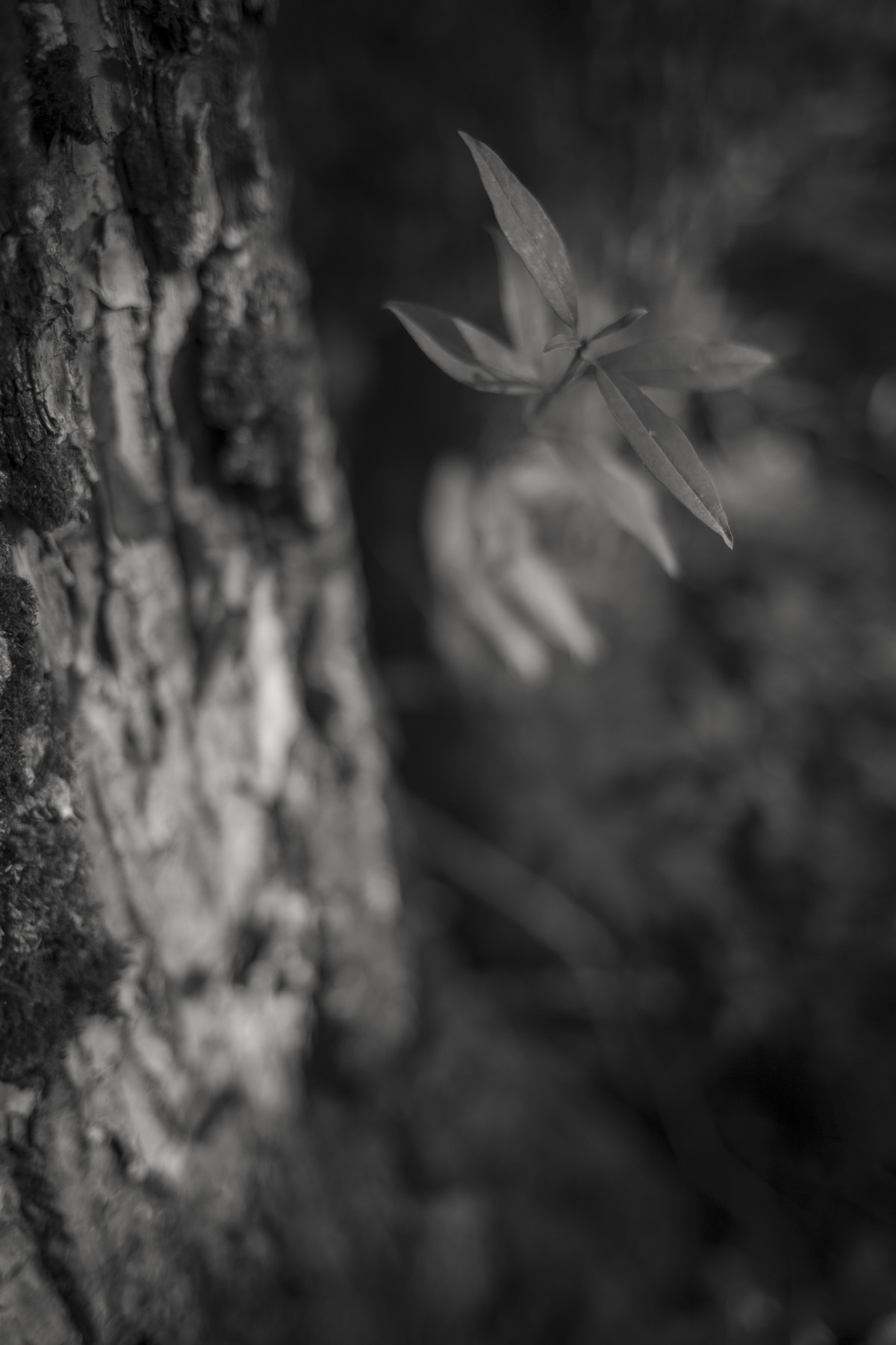 Im Wald