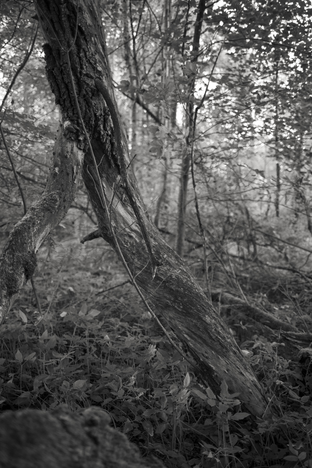 Im Wald