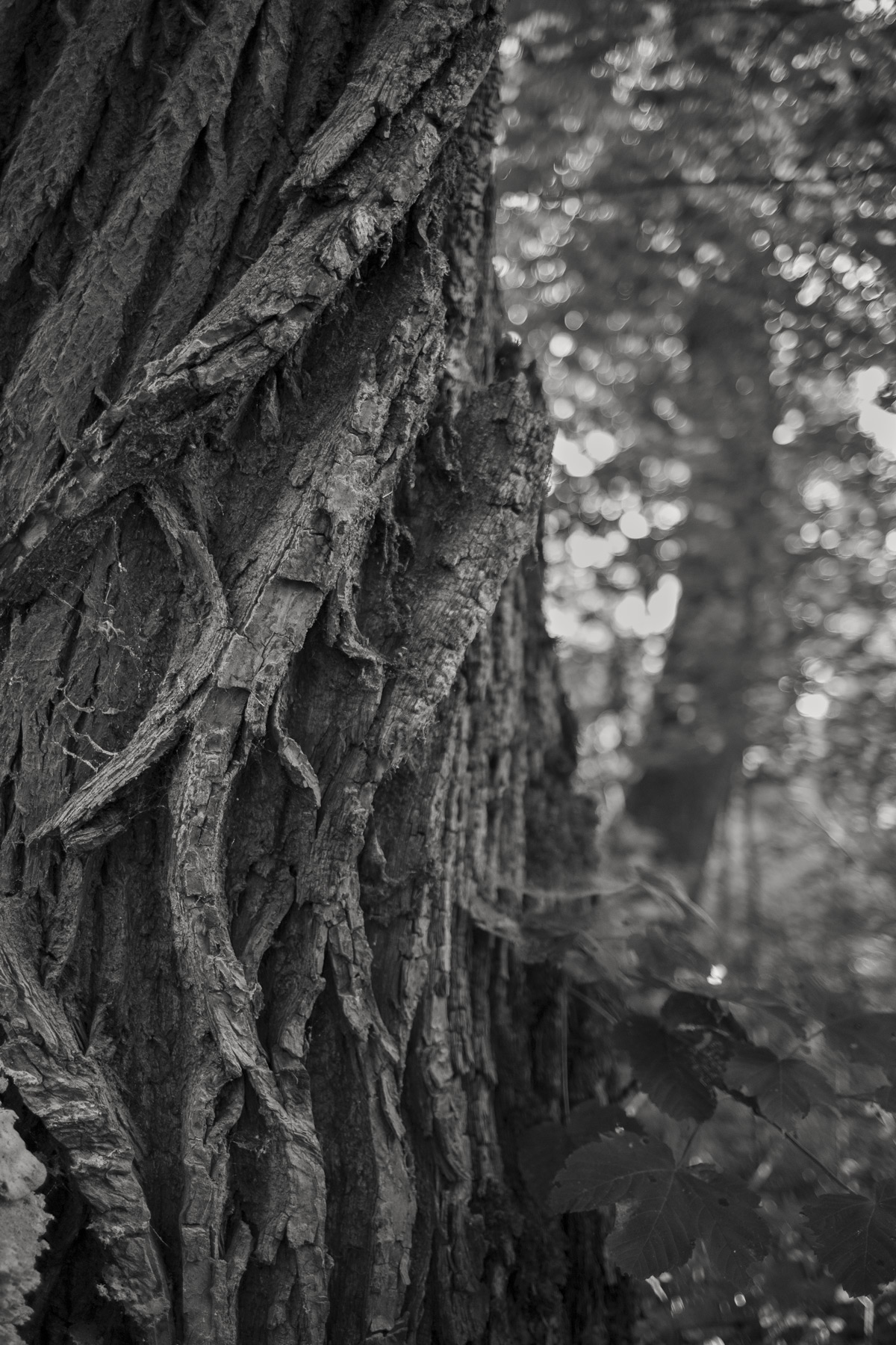 Im Wald