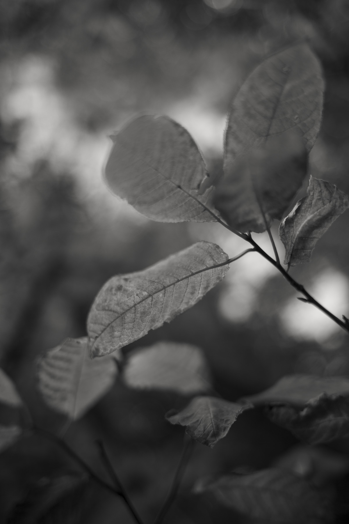 Im Wald