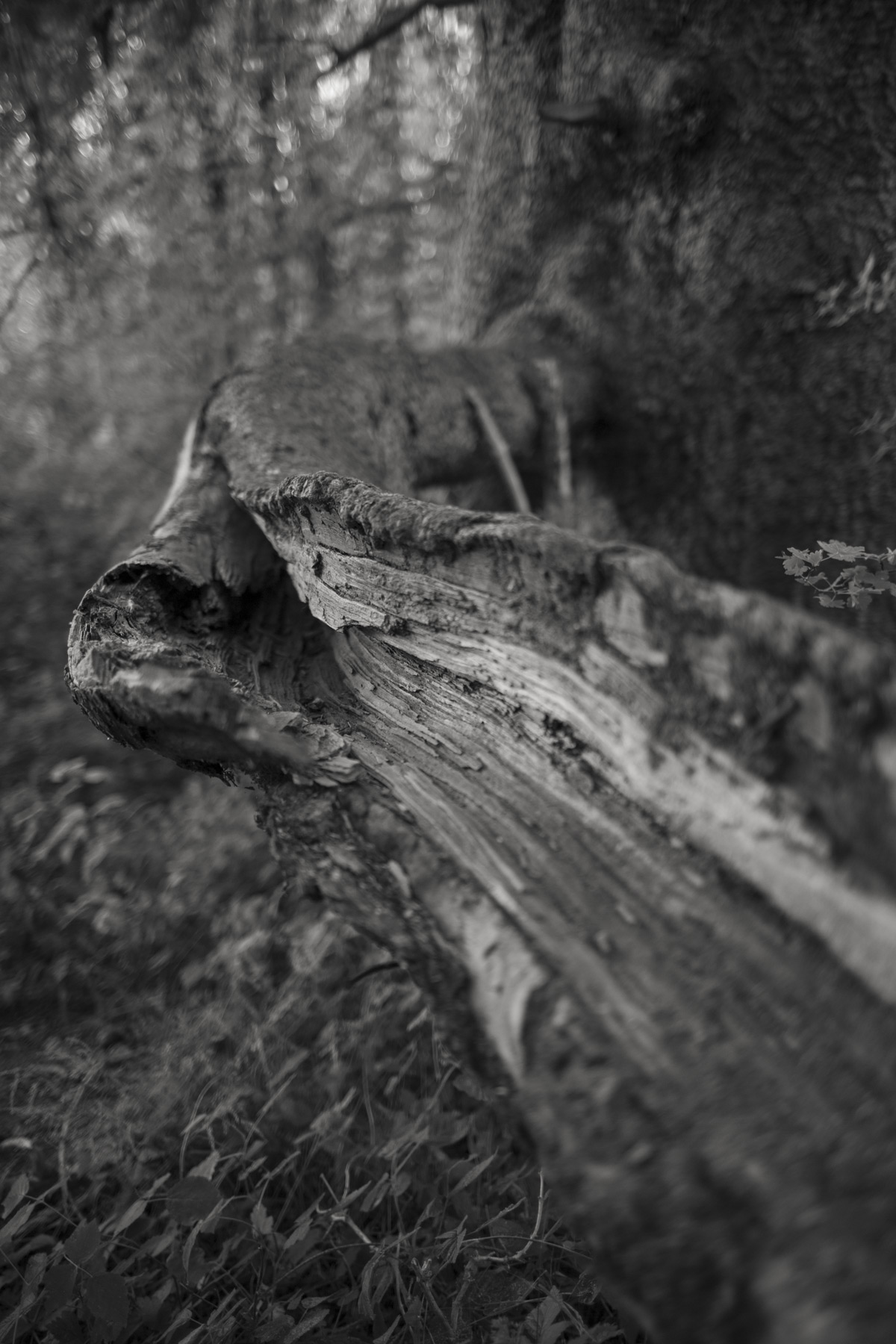 Im Wald