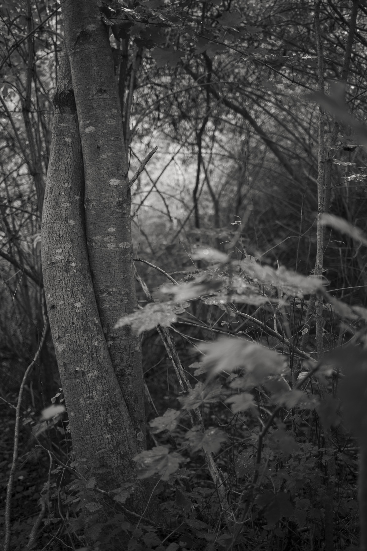 Im Wald