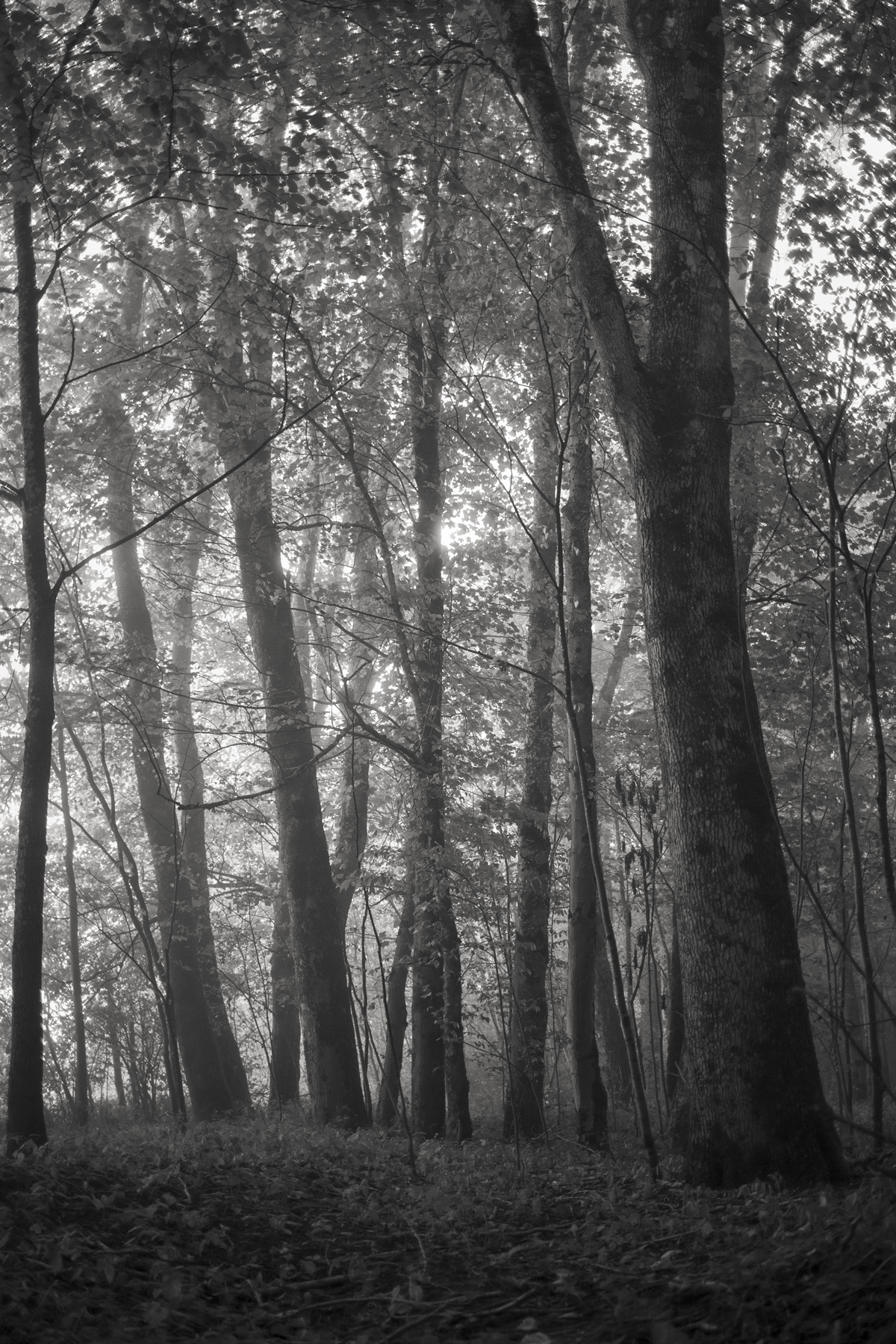 Im Wald