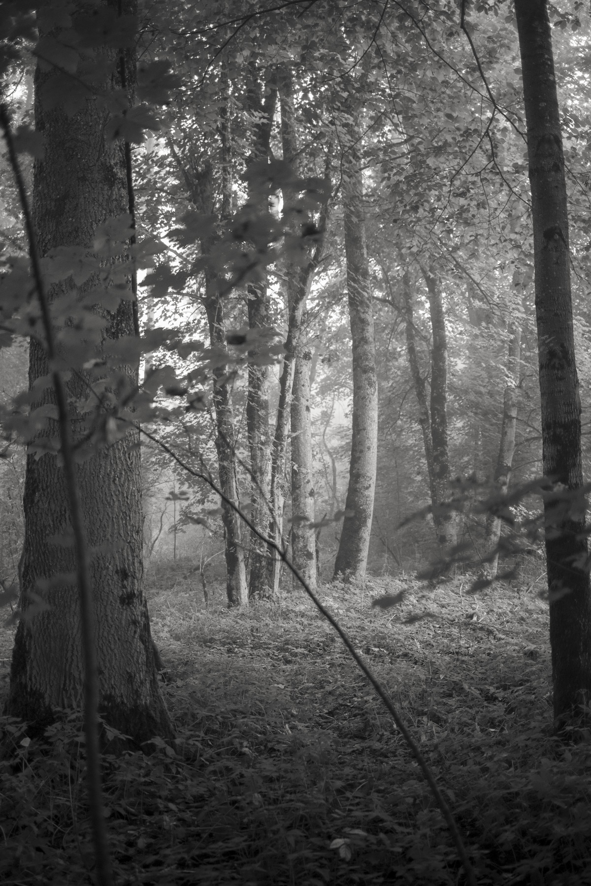 Im Wald