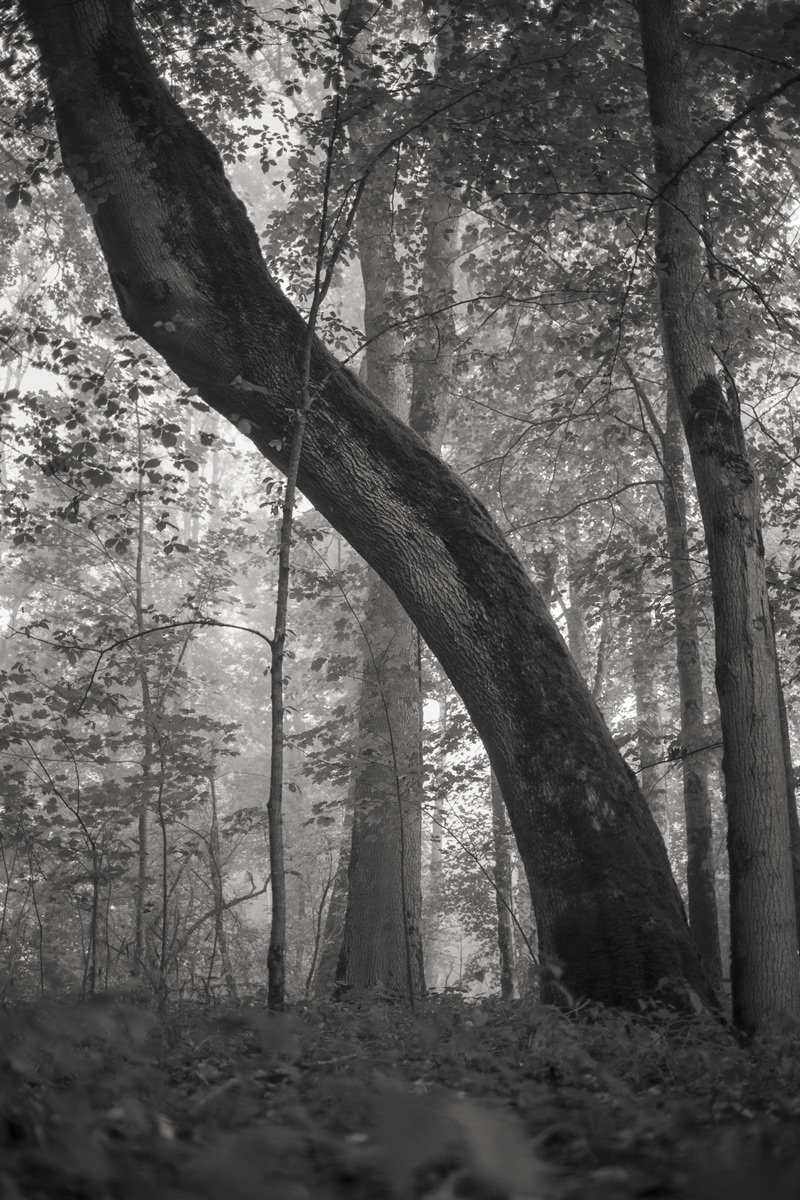 Im Wald